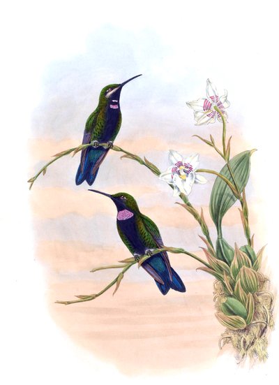 Ionolæma whitelyana = Heliodoxa schreibersii whitelyana da John Gould